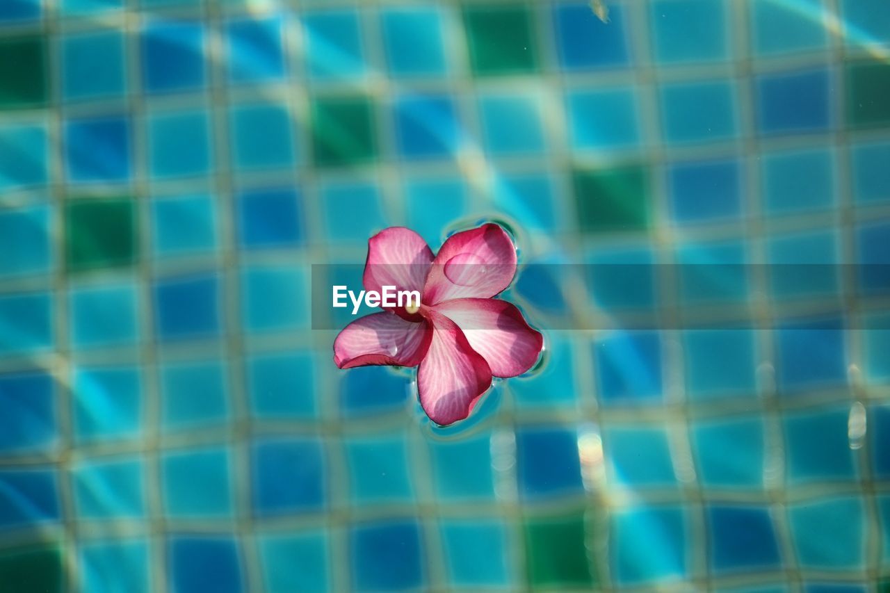 CLOSE-UP OF PINK ROSE FLOWER AGAINST BLURRED BACKGROUND