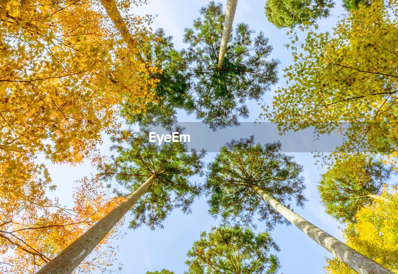 Low angle view of trees against sky during autumn