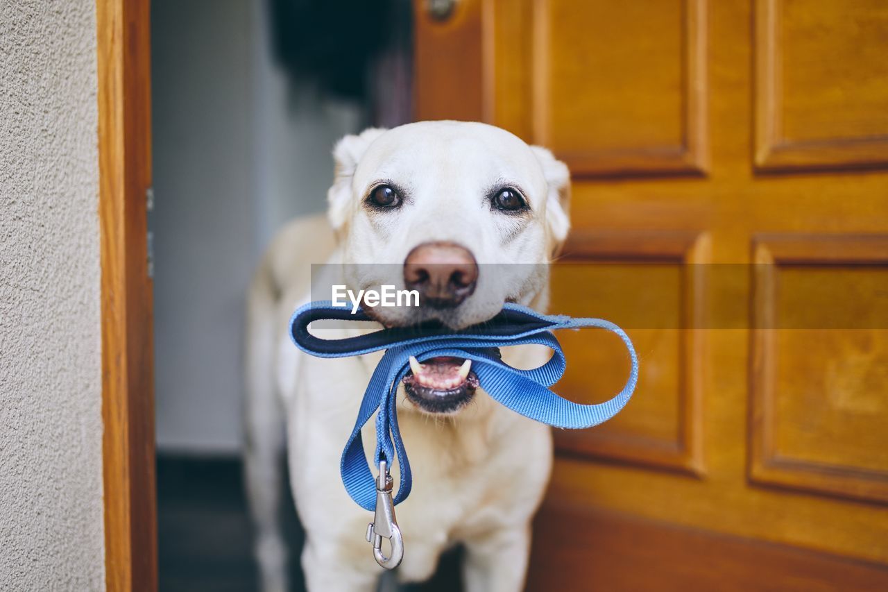 Close-up portrait of dog carrying pet leash in mouth while standing by door