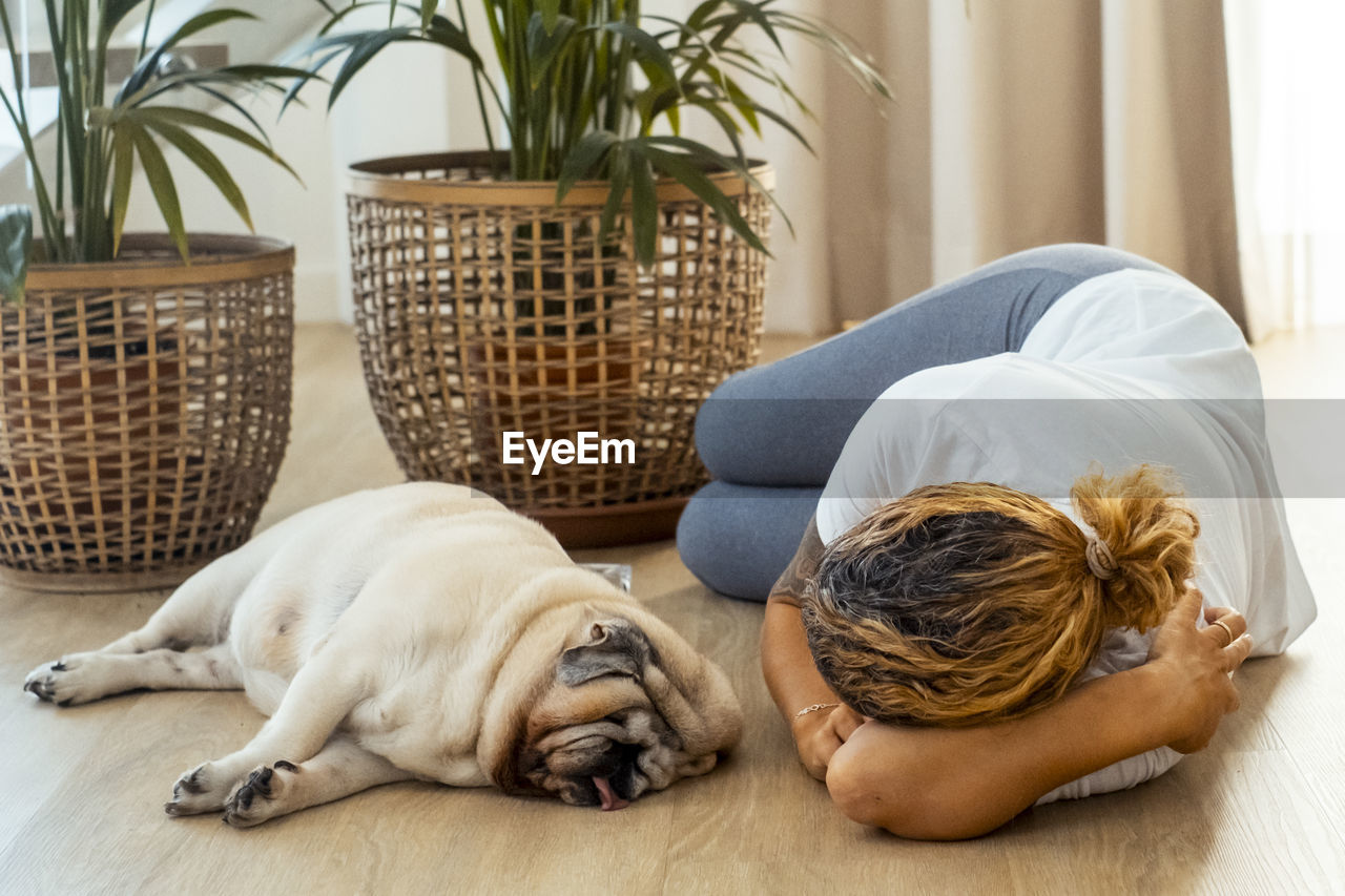 high angle view of dog sitting by potted plant