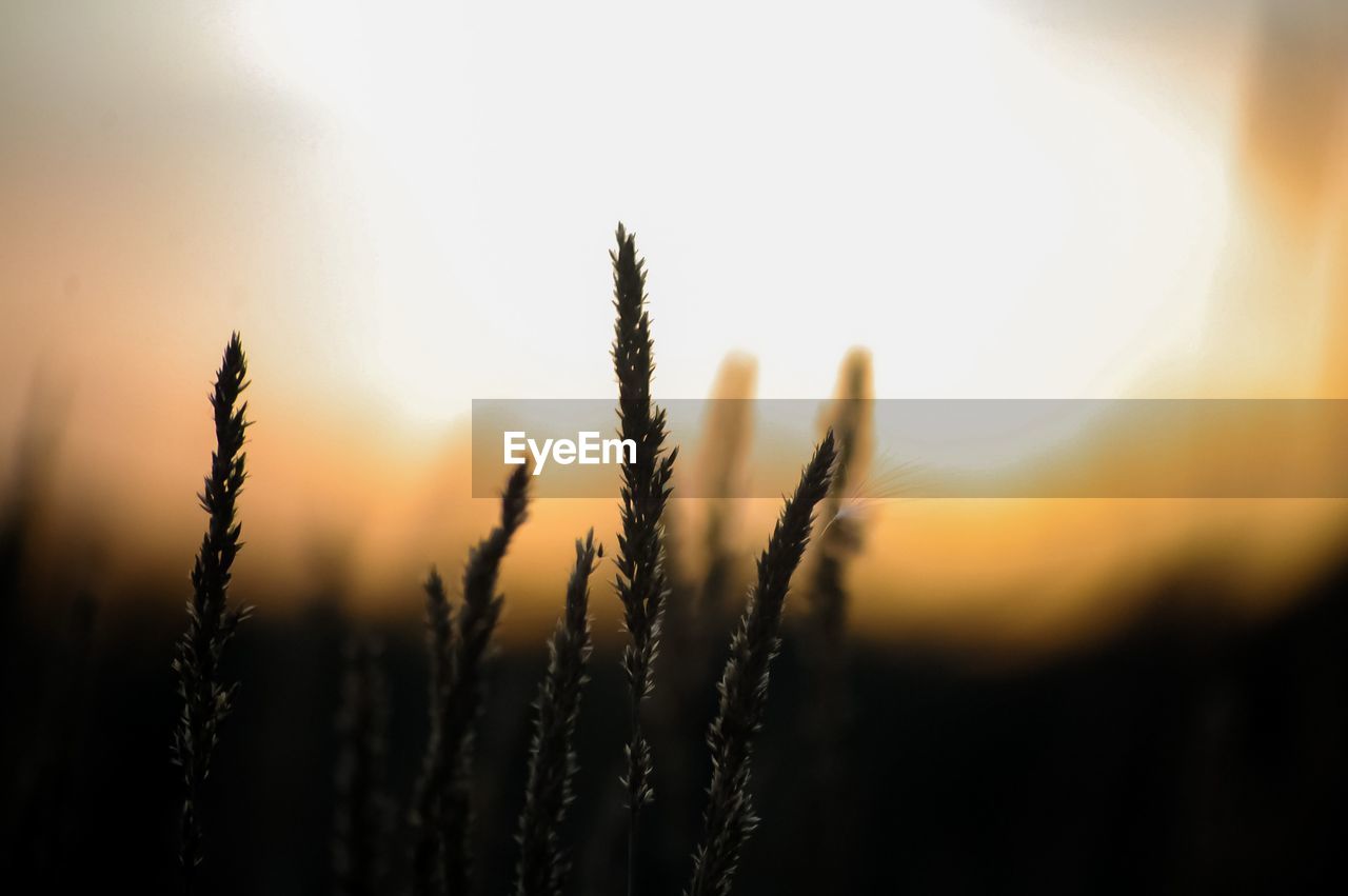 CLOSE-UP OF STALKS IN FIELD AGAINST SUNSET SKY