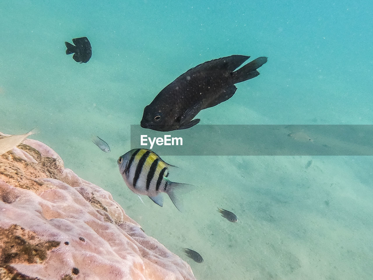 FISH SWIMMING UNDERWATER