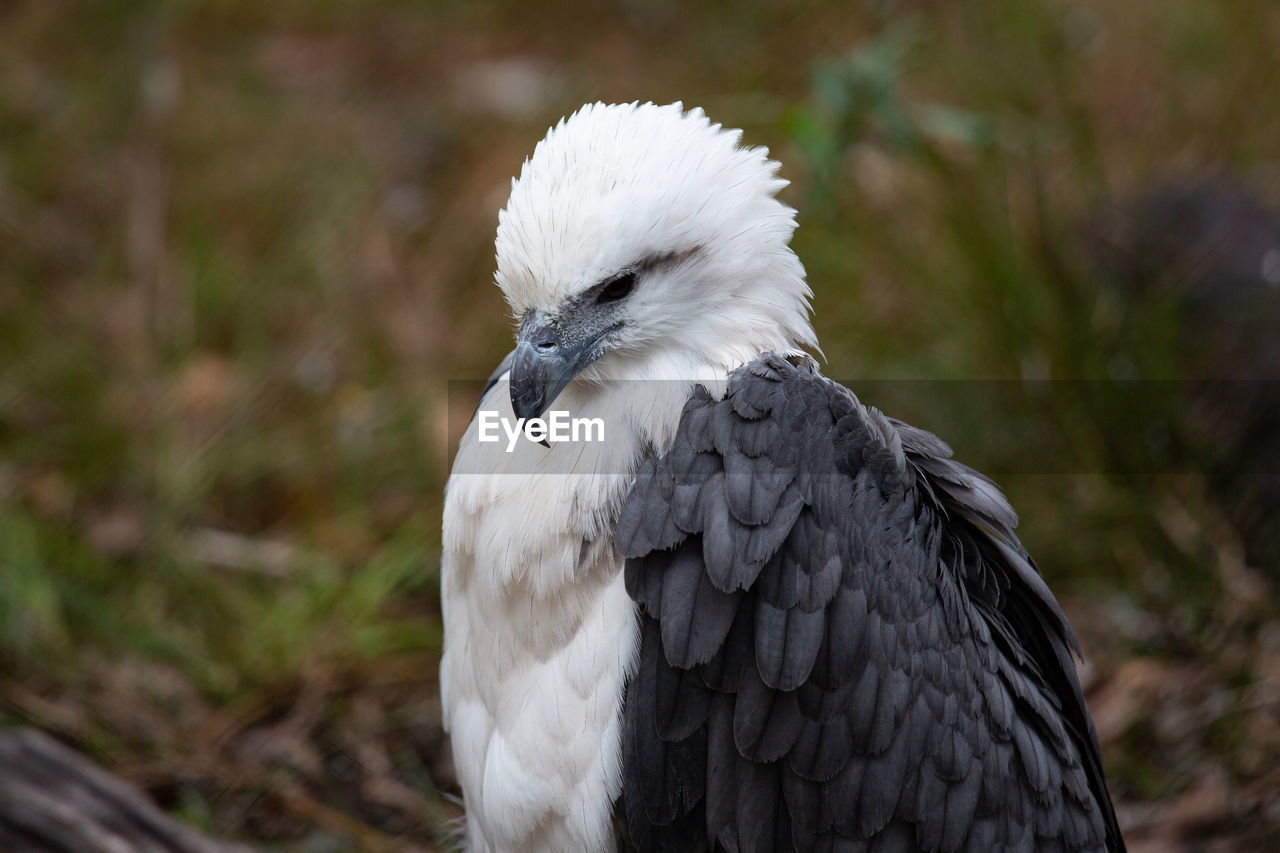 Close-up of a white-breasted sea eagle