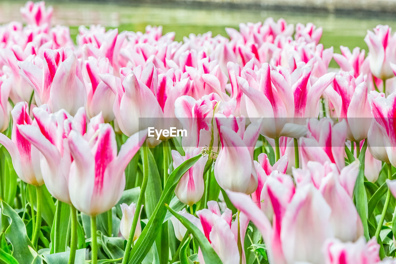 Fresh white tulips. white tulip flowers on the garden, outdoor park. gentle pink tulips decorated
