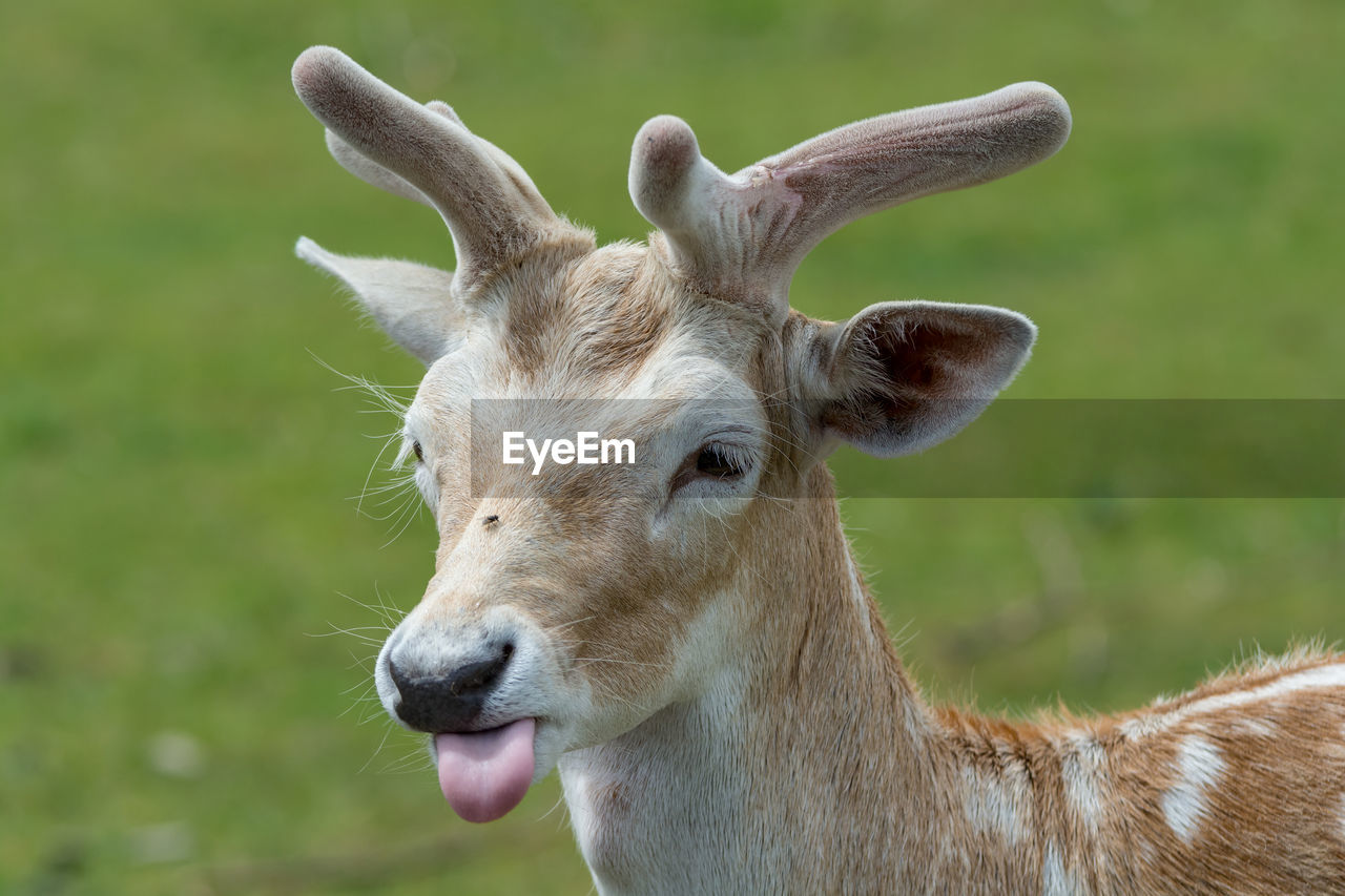 Close-up of deer