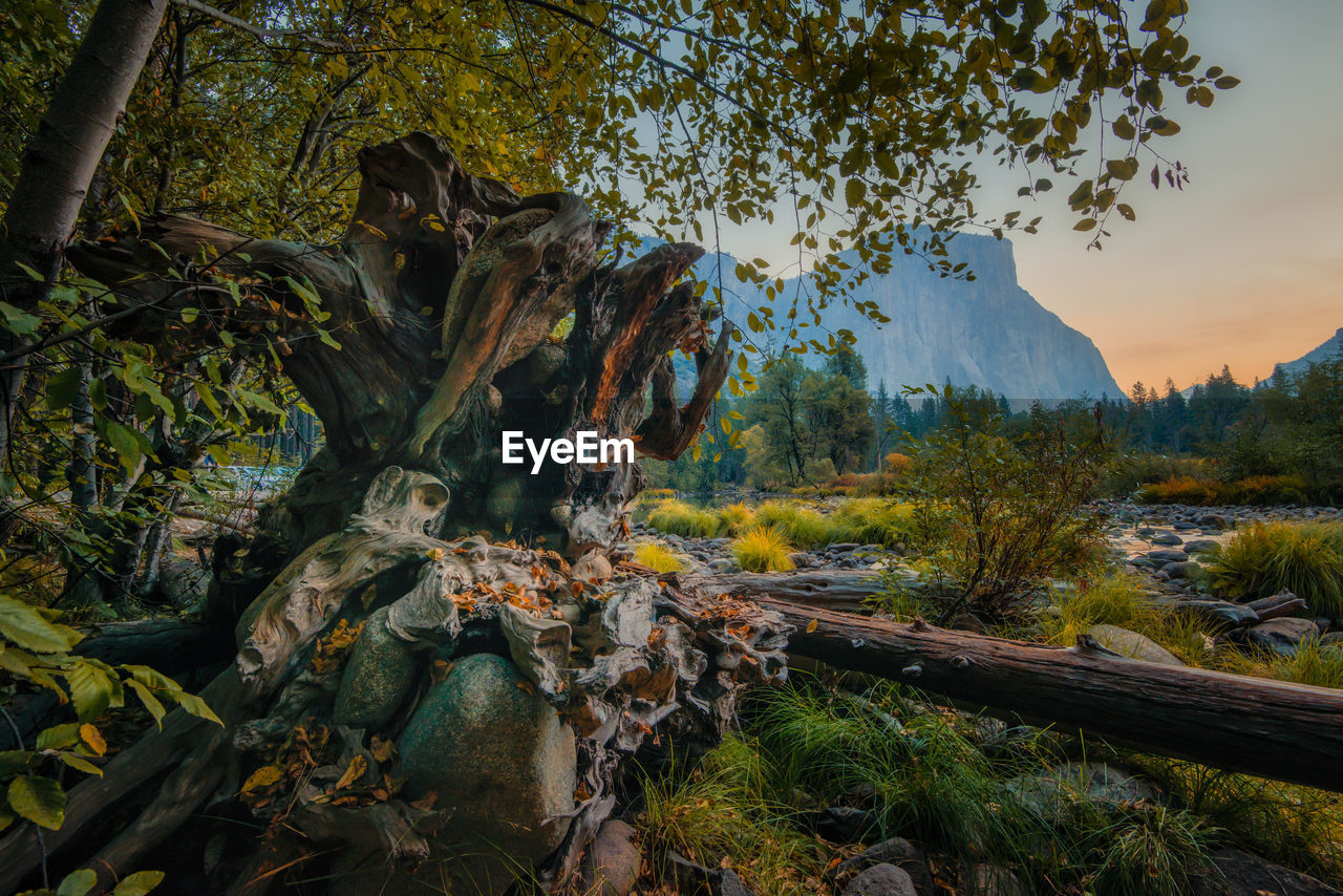 Yosemite national park. large root in foreground. view of el capitan through leaves.