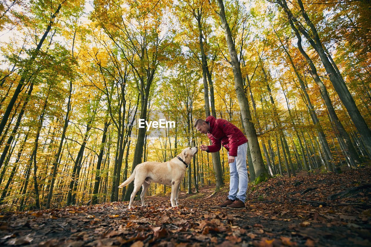 DOG IN A FOREST