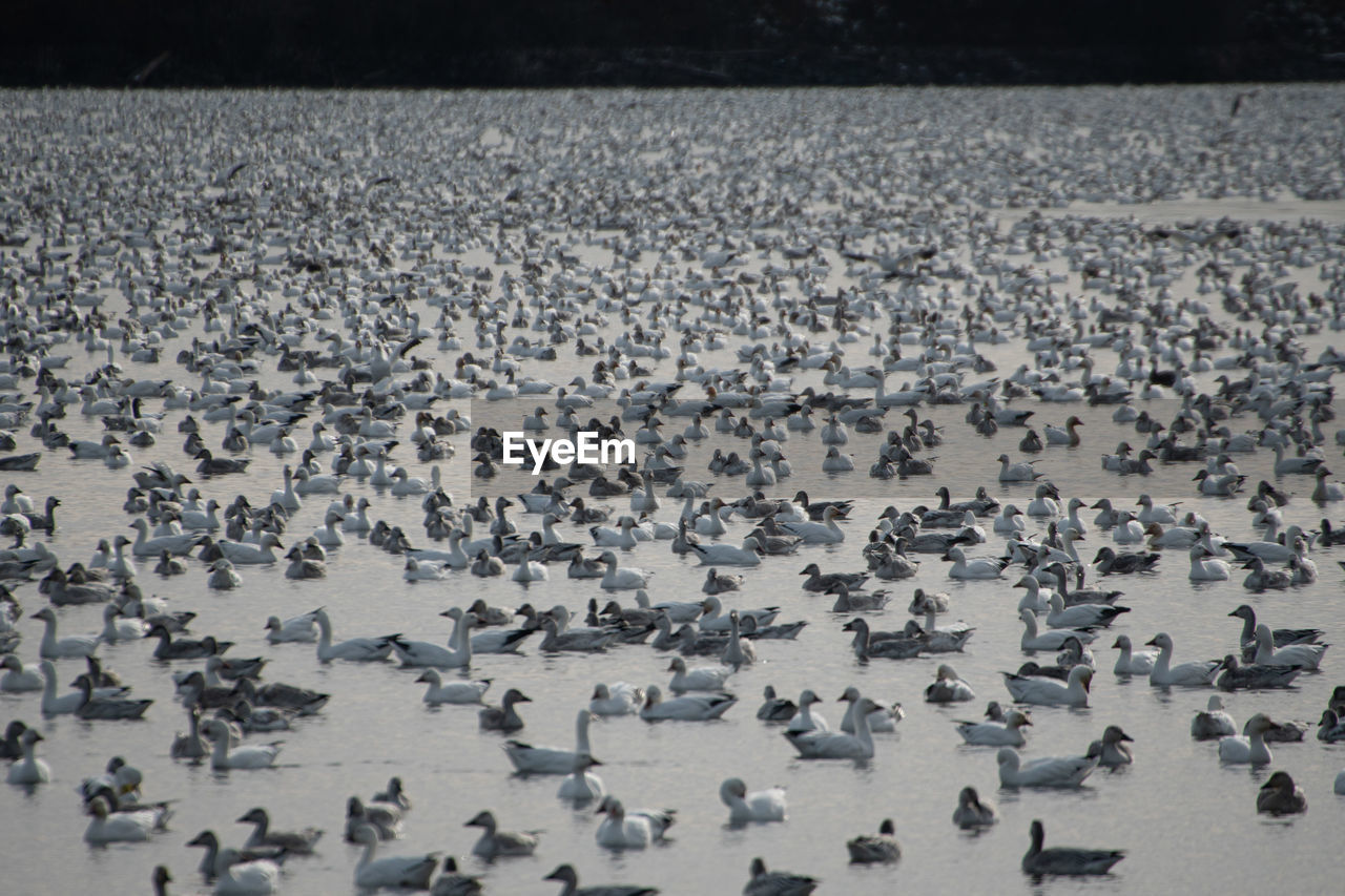 flock, large group of animals, wildlife, animal, animal themes, animal wildlife, nature, group of animals, land, no people, water, bird, animal migration, day, abundance, outdoors, high angle view, environment, beauty in nature, colony