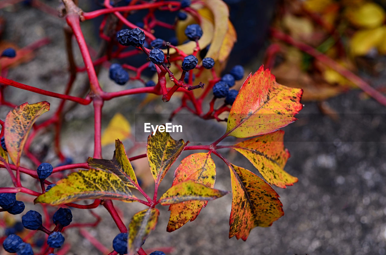 CLOSE-UP OF LEAVES ON PLANT DURING AUTUMN