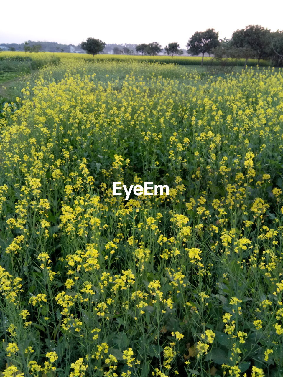 SCENIC VIEW OF FIELD