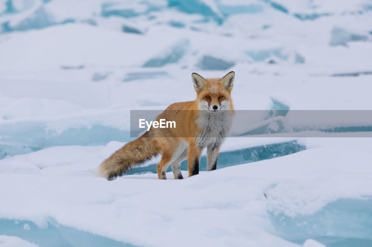 fox walking on snow covered landscape