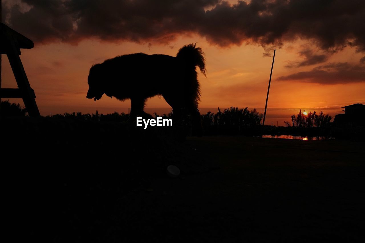 SILHOUETTE OF HORSE AGAINST SKY AT SUNSET