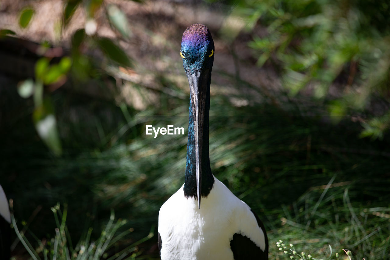 Close-up of a bird