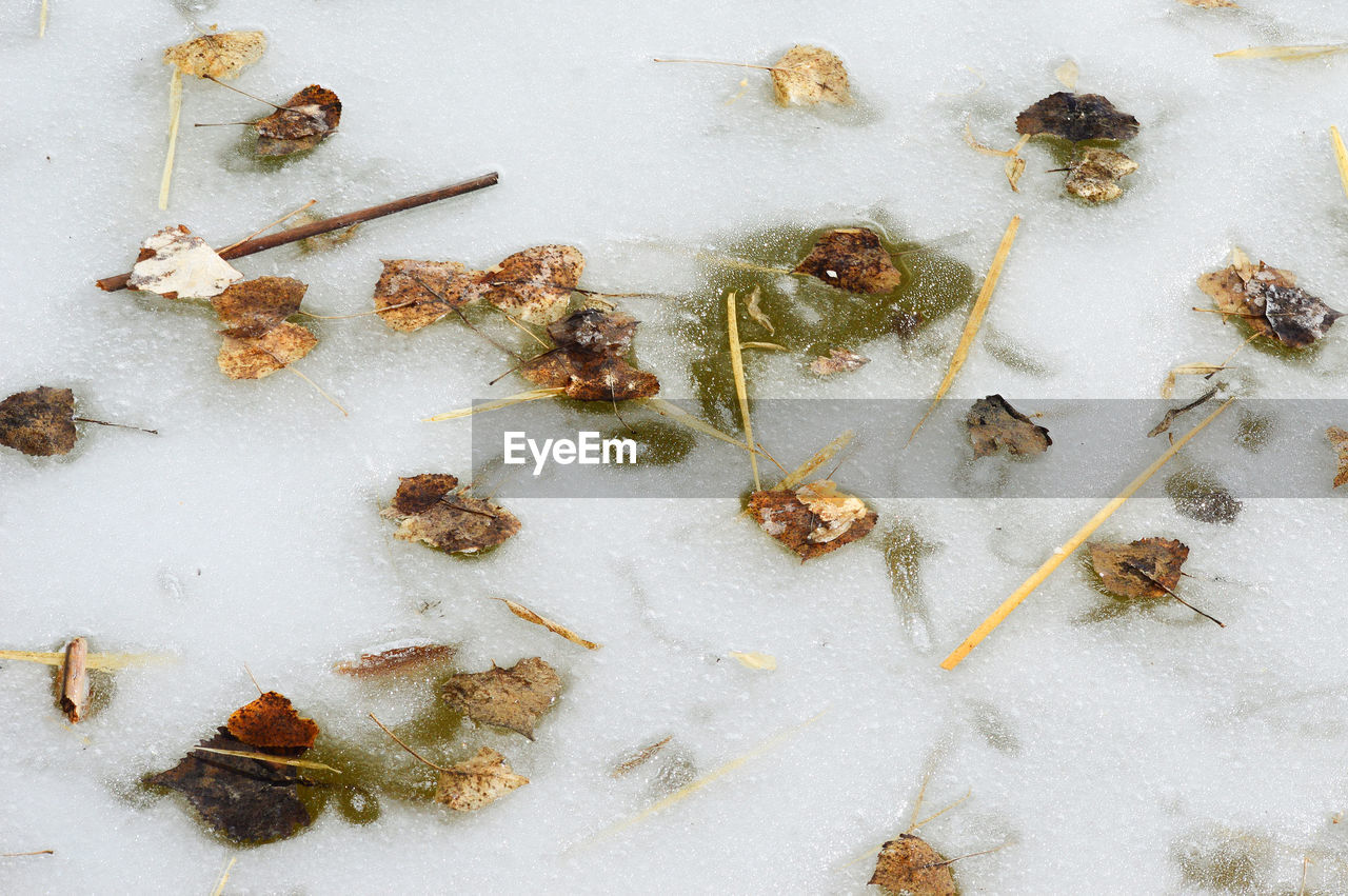 On frozen pond Frozen Ice Winter Cold Temperature Day High Angle View Large Group Of Objects Leaves Outdoors South Of Lingle Wyoming