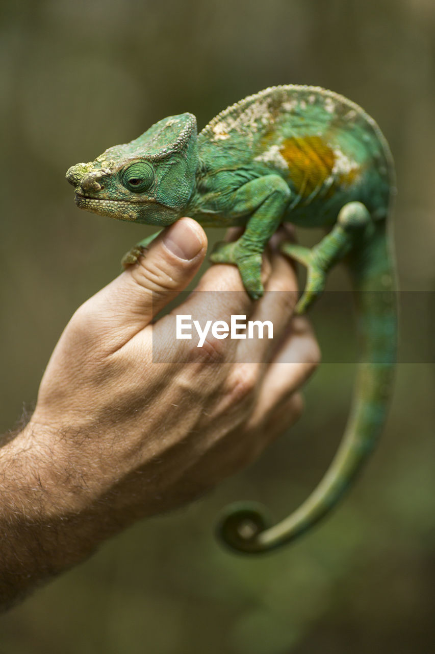 CLOSE-UP OF HUMAN HAND HOLDING LEAF AGAINST BLURRED BACKGROUND