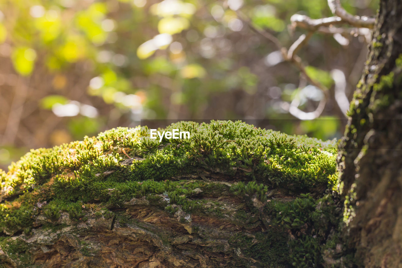 Close-up of moss growing on tree trunk