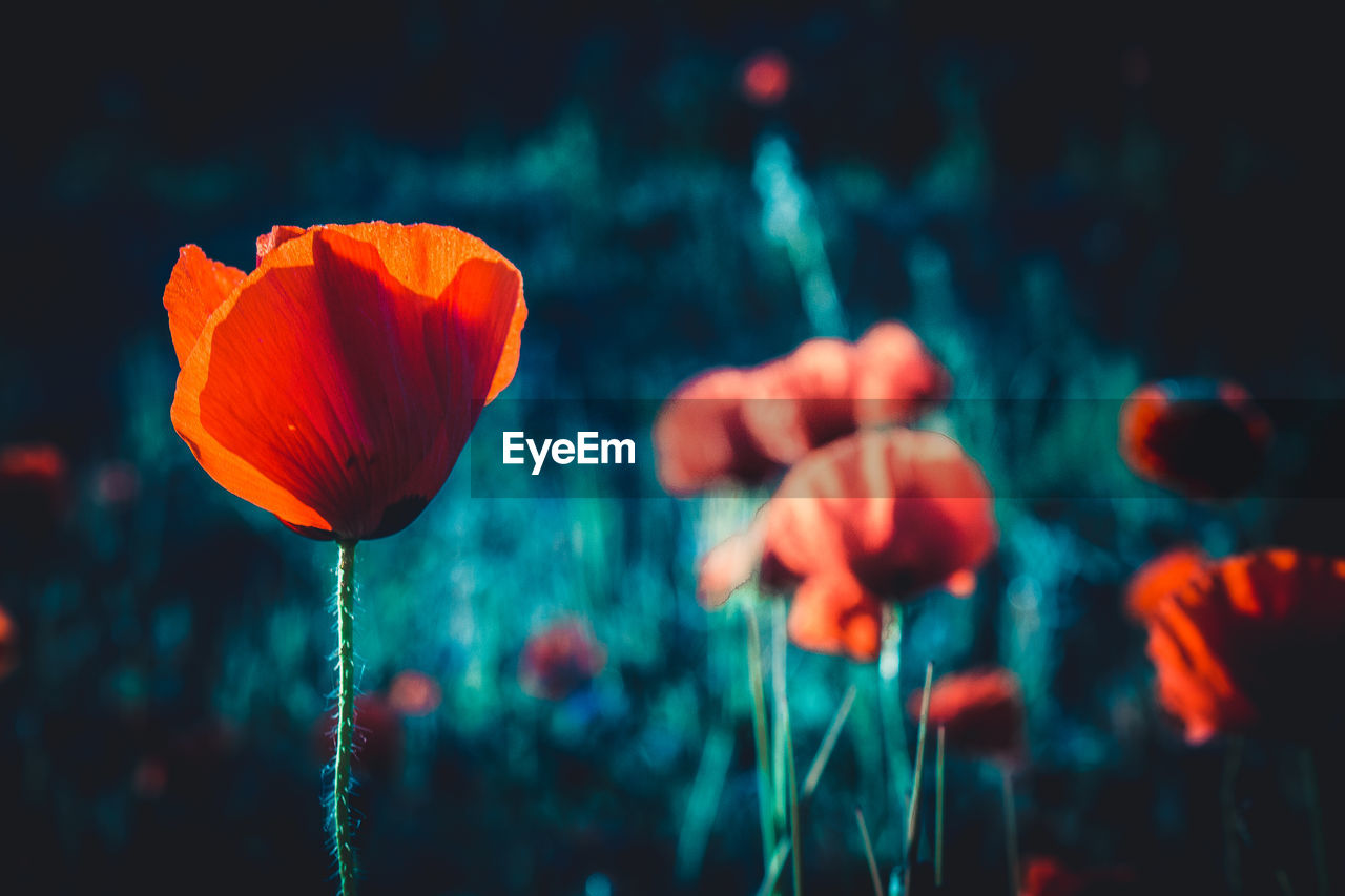 Close-up of orange poppy on field