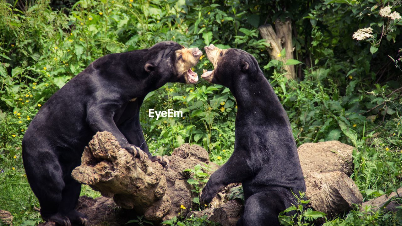 Playful malayan sun bears at edinburgh zoo