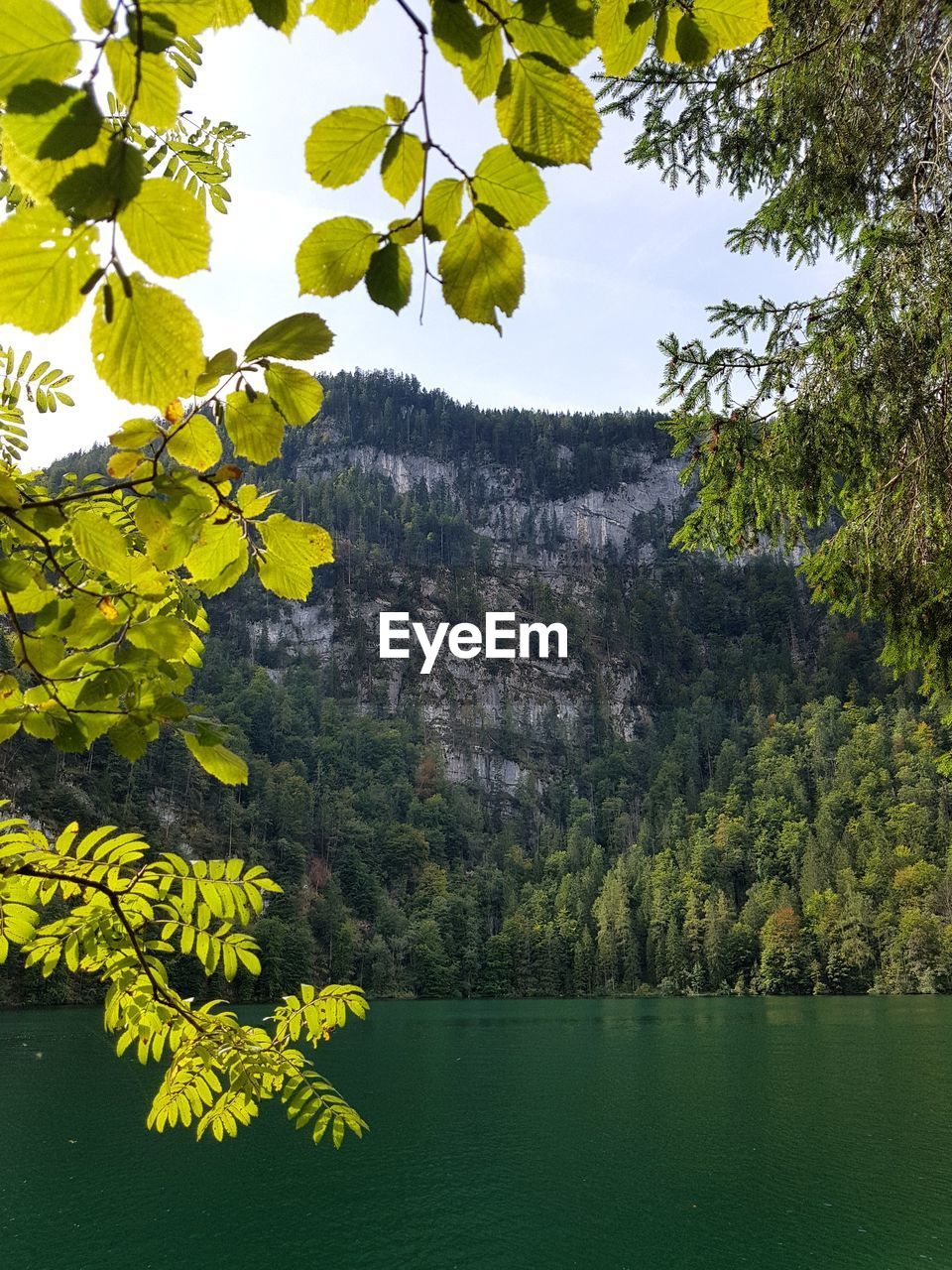 Plants by lake against mountain