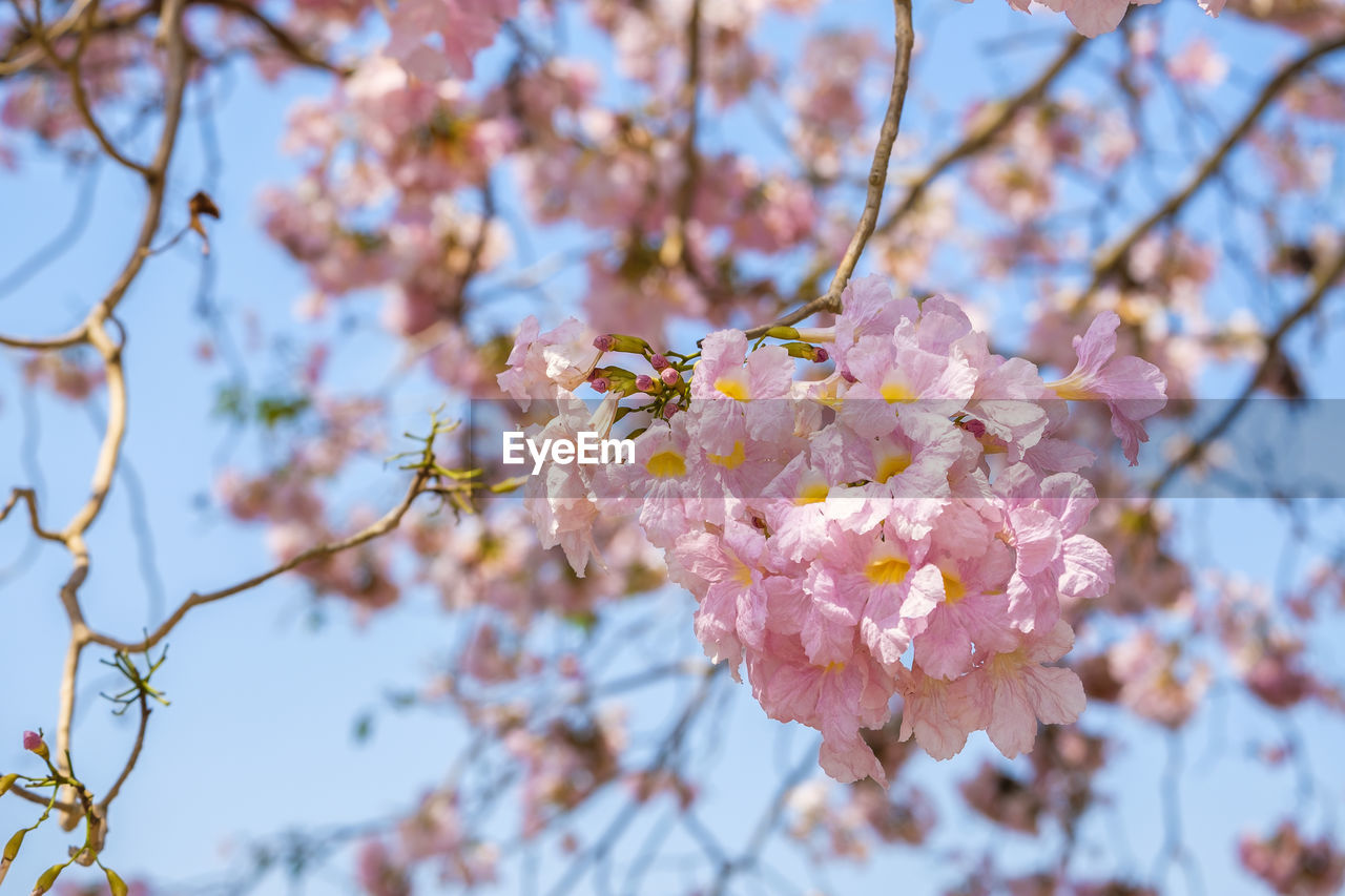 A beautiful cheery blossom booming of pink trumpet tree in summer with blue sky background 