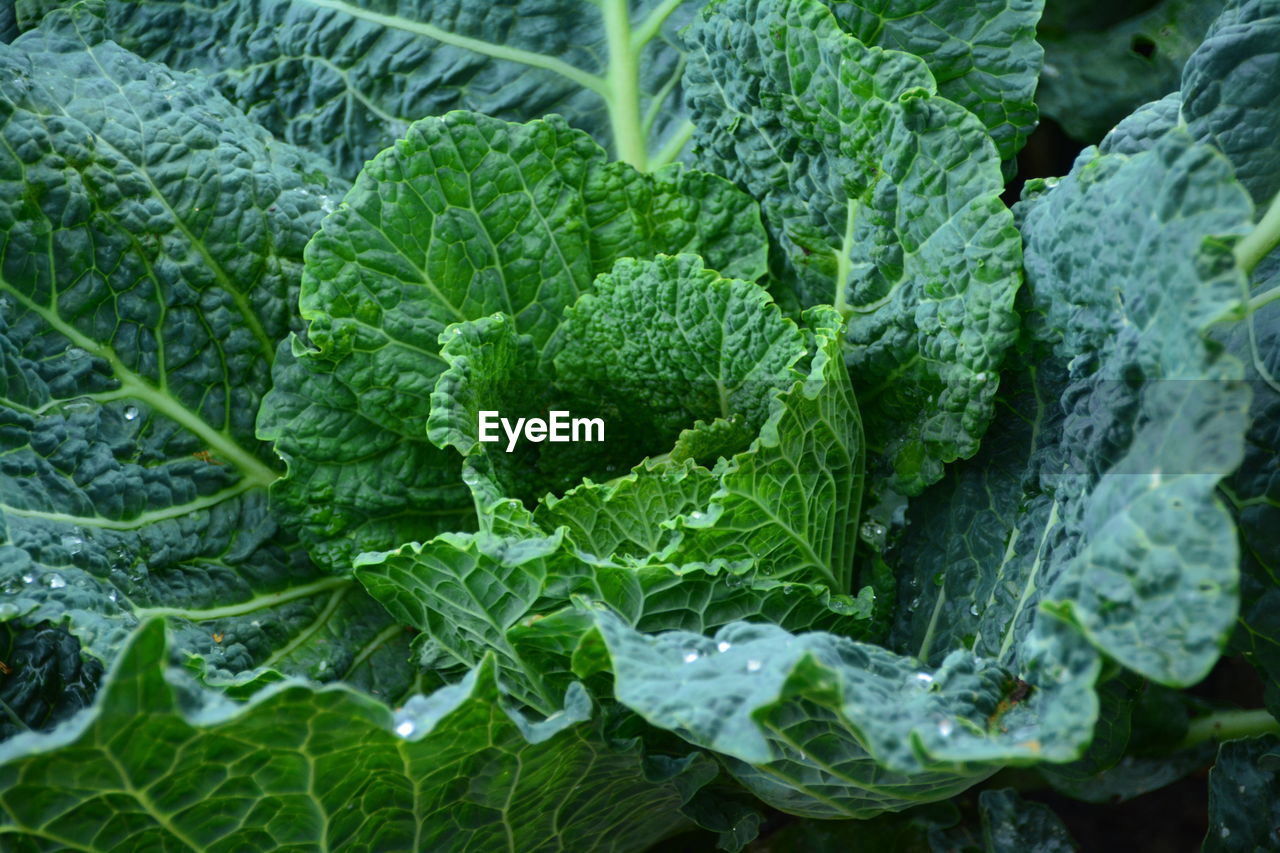 Close-up of lettuce growing