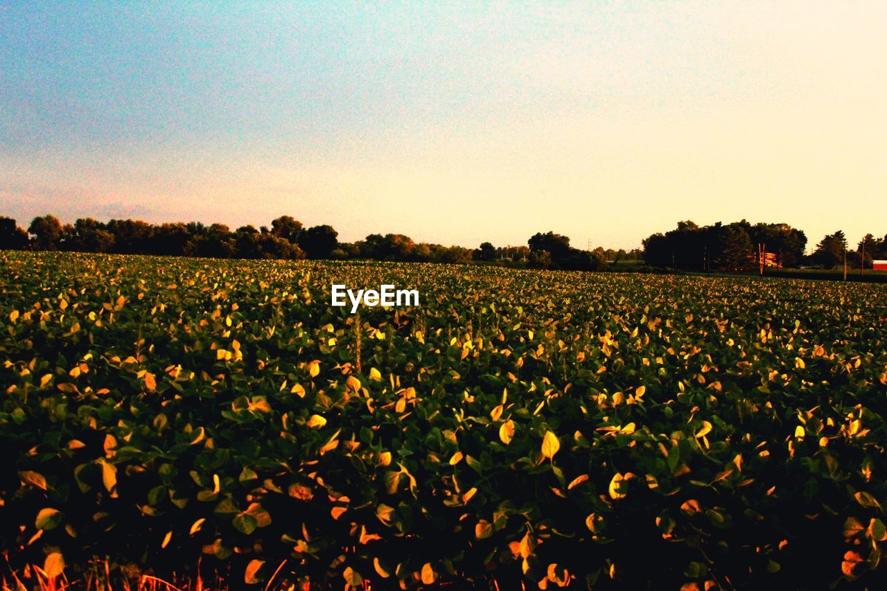 YELLOW FLOWERS IN FIELD