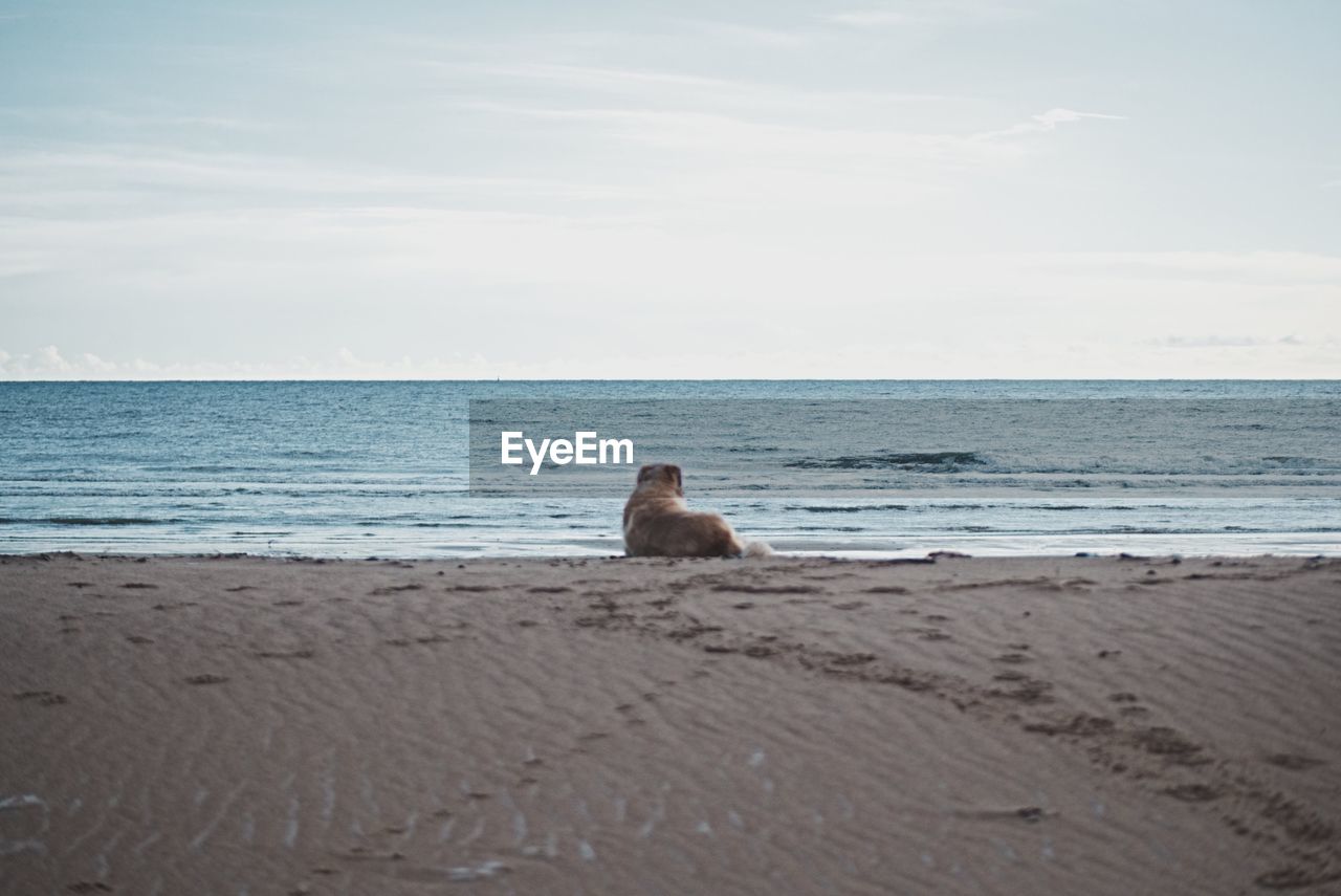 HORSE SITTING ON BEACH