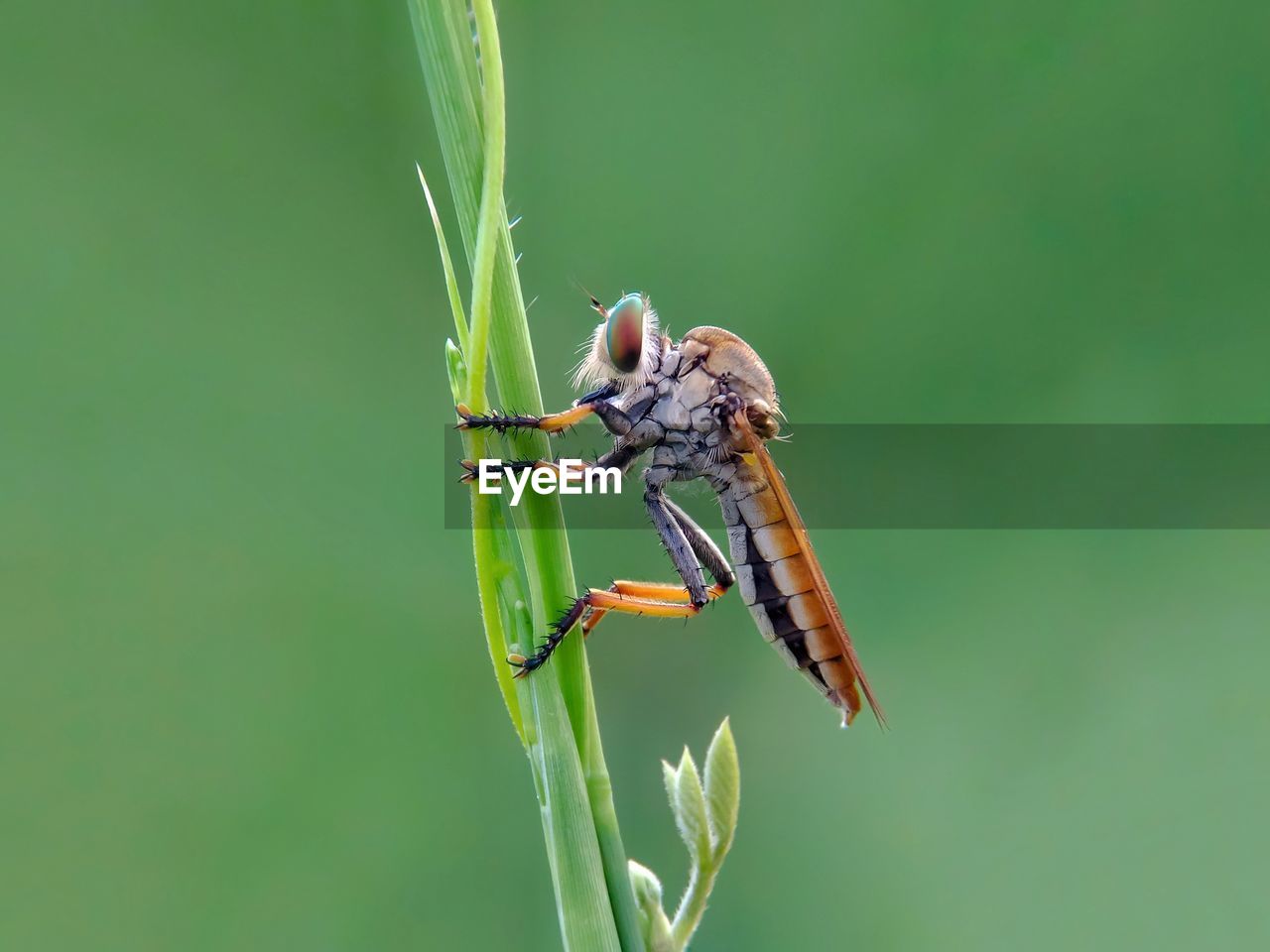 Close-up of insect on plant