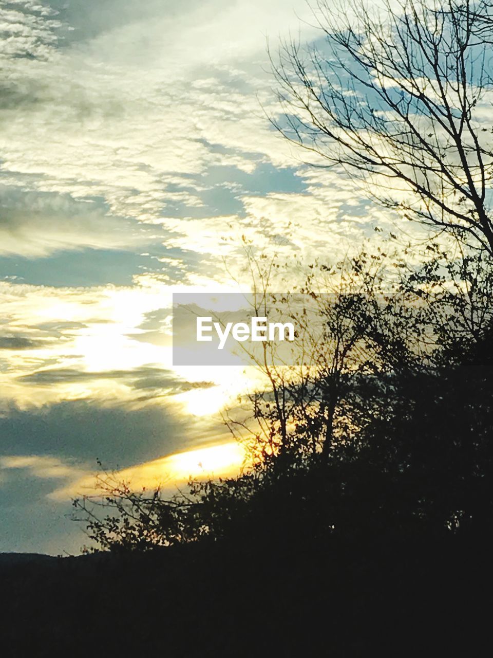 LOW ANGLE VIEW OF SILHOUETTE TREE AGAINST SKY