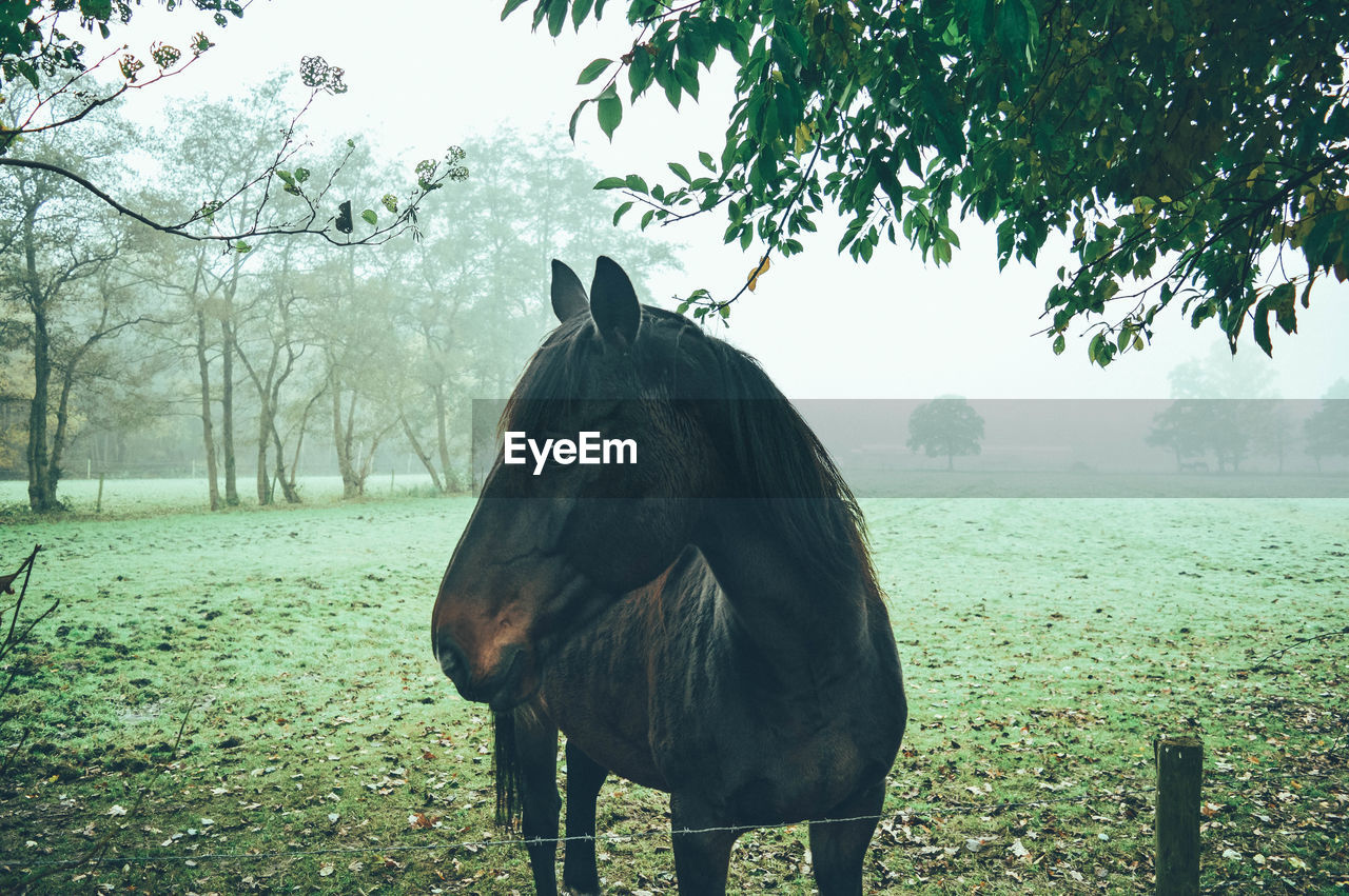Horse on grassy field during foggy weather