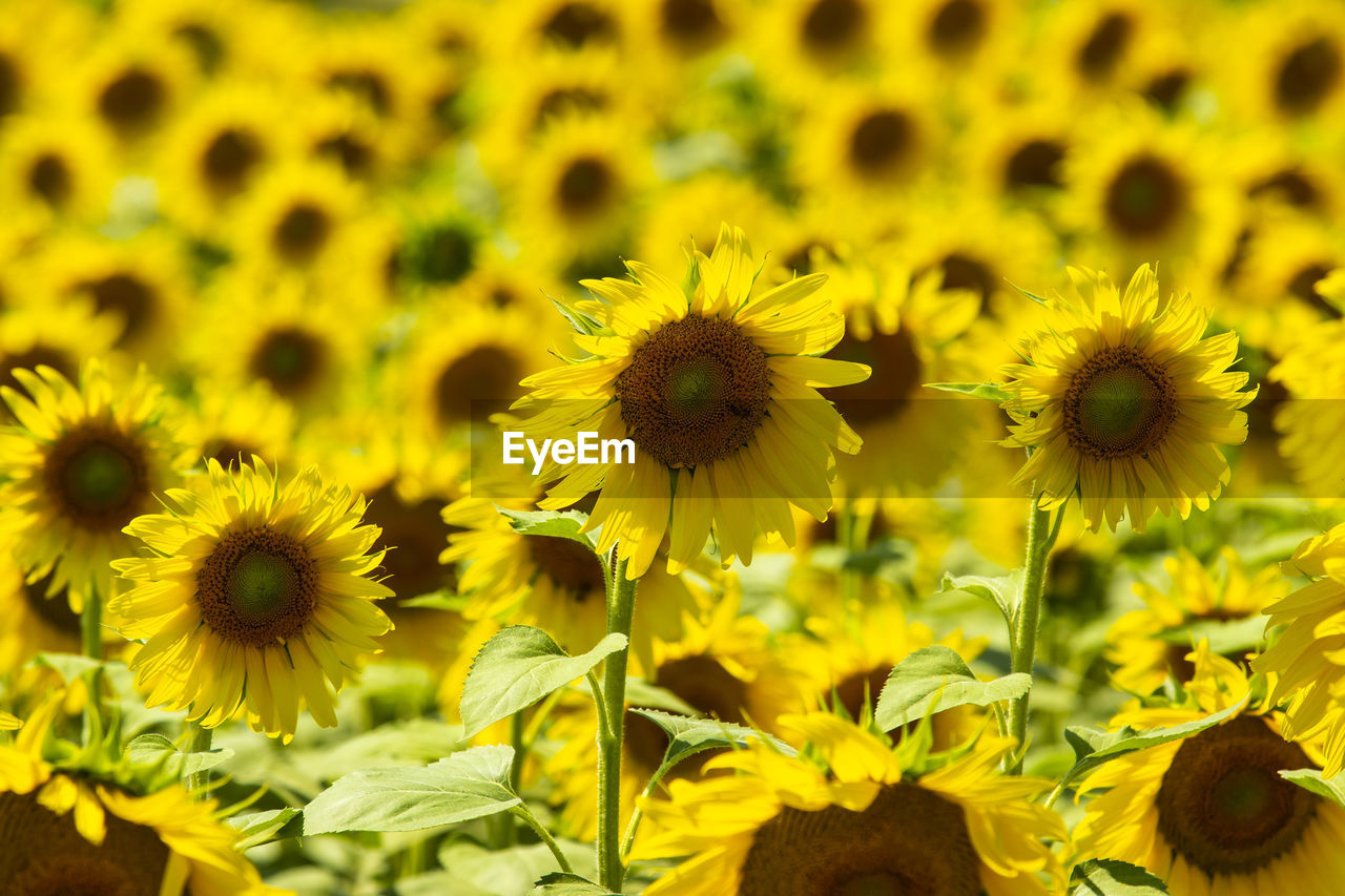 Sunflowers field tuscan countryside italy