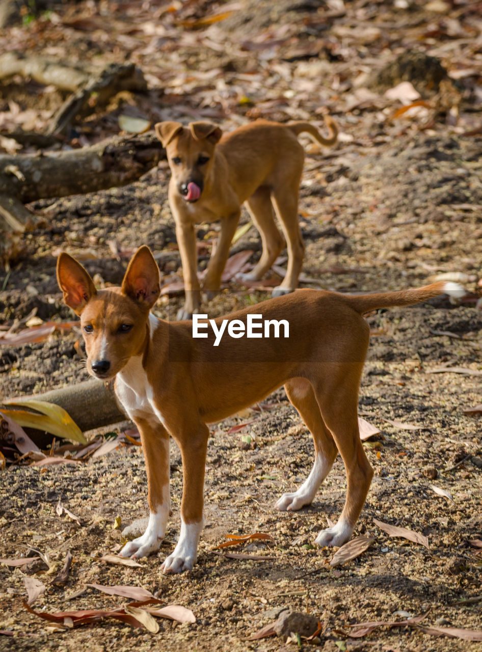 Portrait of two young stray dogs standing outdoors