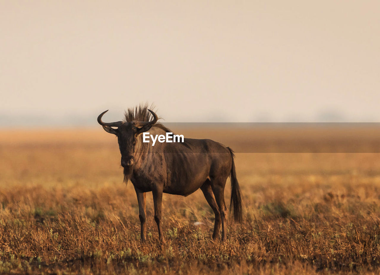 Deer standing on field