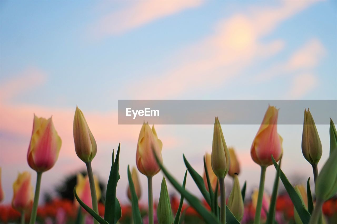 Close-up of flowering plants on field against sky during sunset