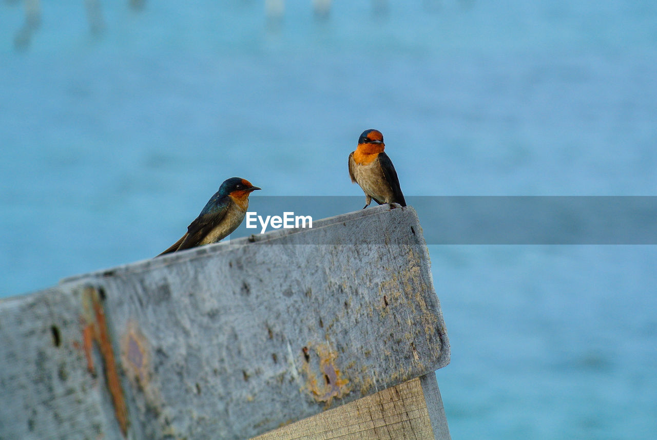 Birds standing on plank by the seashore.