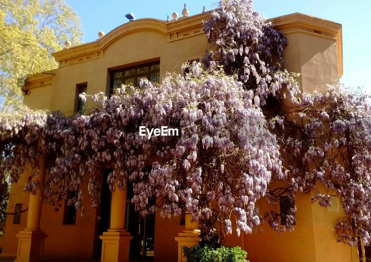 LOW ANGLE VIEW OF TREE WITH BUILDINGS AGAINST SKY