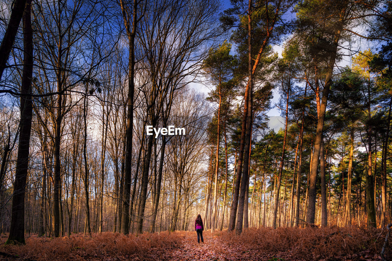 One woman standing in the middle of a forest in winter