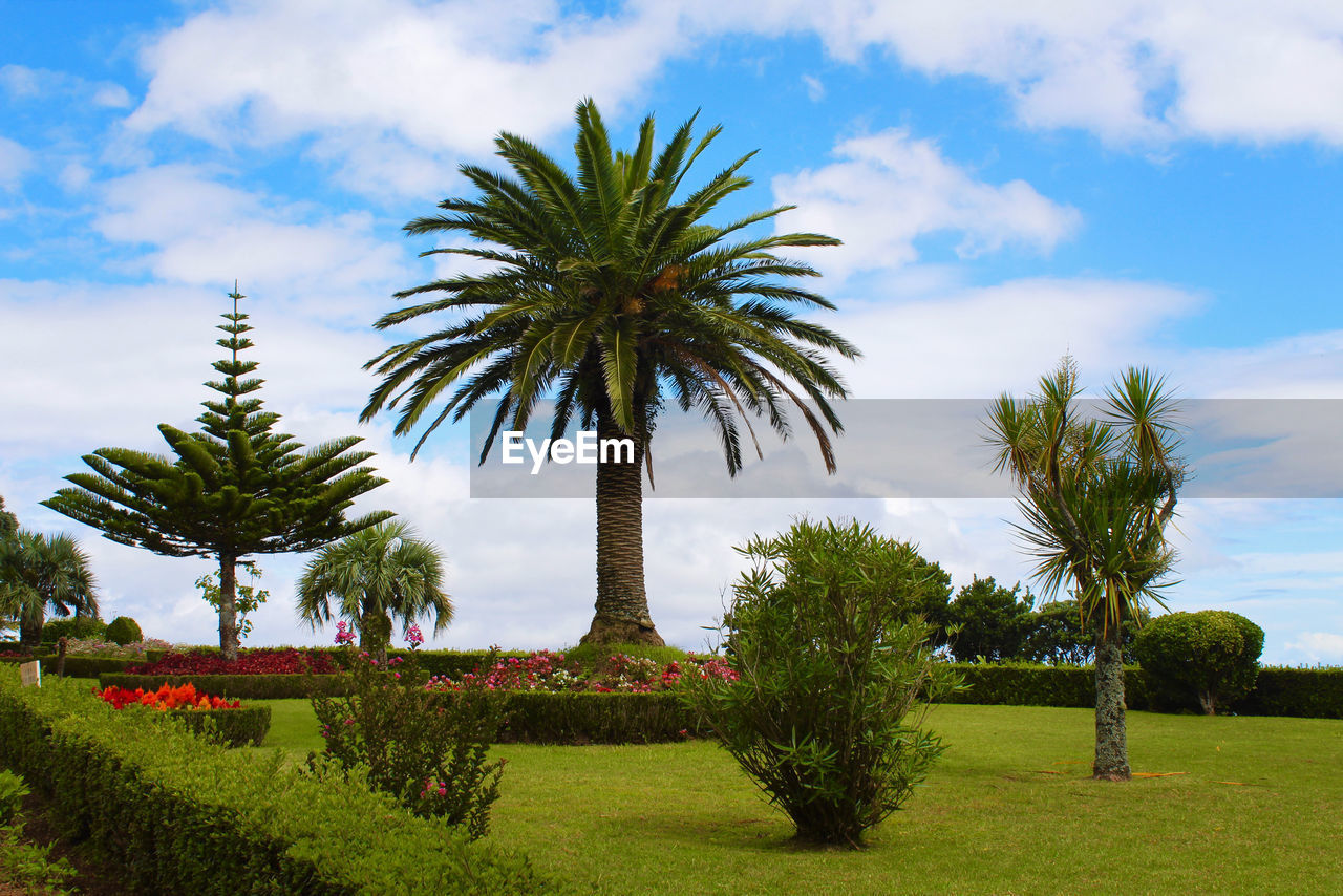 Palm trees on field against sky