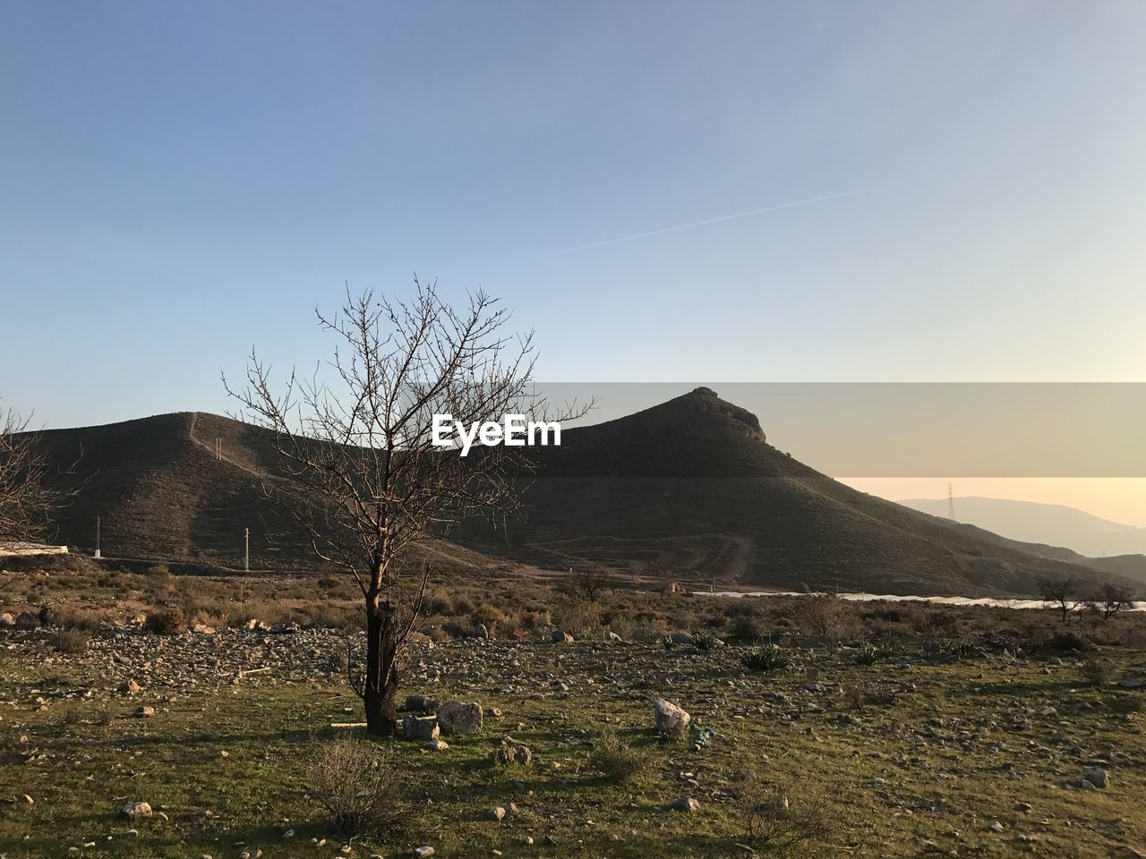 Bare tree on field against clear sky