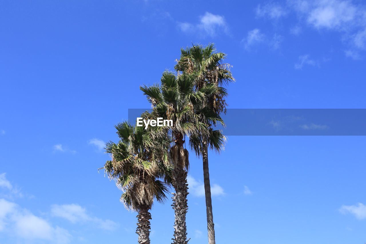 LOW ANGLE VIEW OF COCONUT PALM TREES AGAINST BLUE SKY