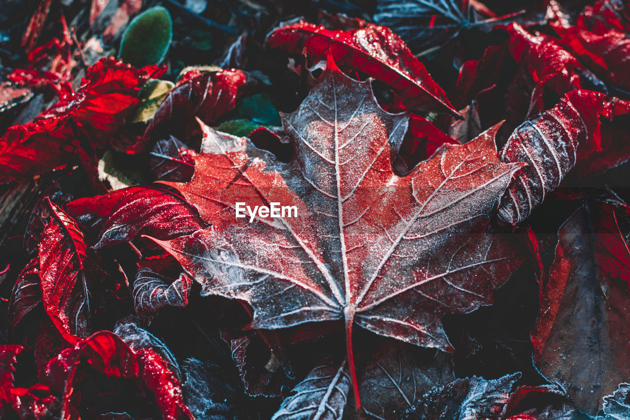 CLOSE-UP OF MAPLE LEAVES ON TREE