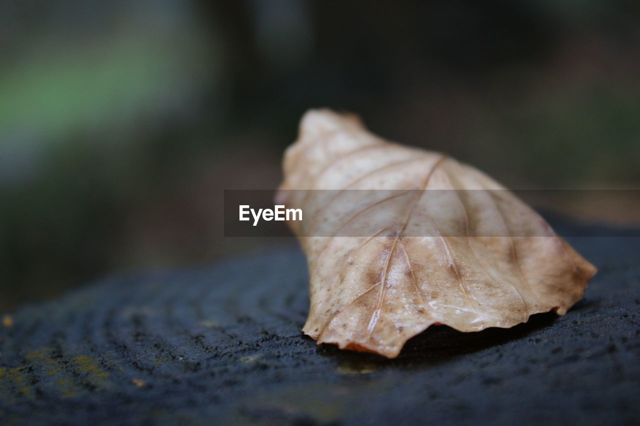 Close-up of dried leaf on tree stump