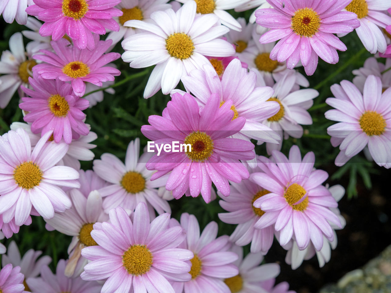 flower, flowering plant, plant, freshness, beauty in nature, fragility, petal, flower head, close-up, inflorescence, growth, nature, pink, no people, pollen, garden cosmos, day, daisy, outdoors, aster, botany, full frame, springtime, high angle view, white, chrysanths