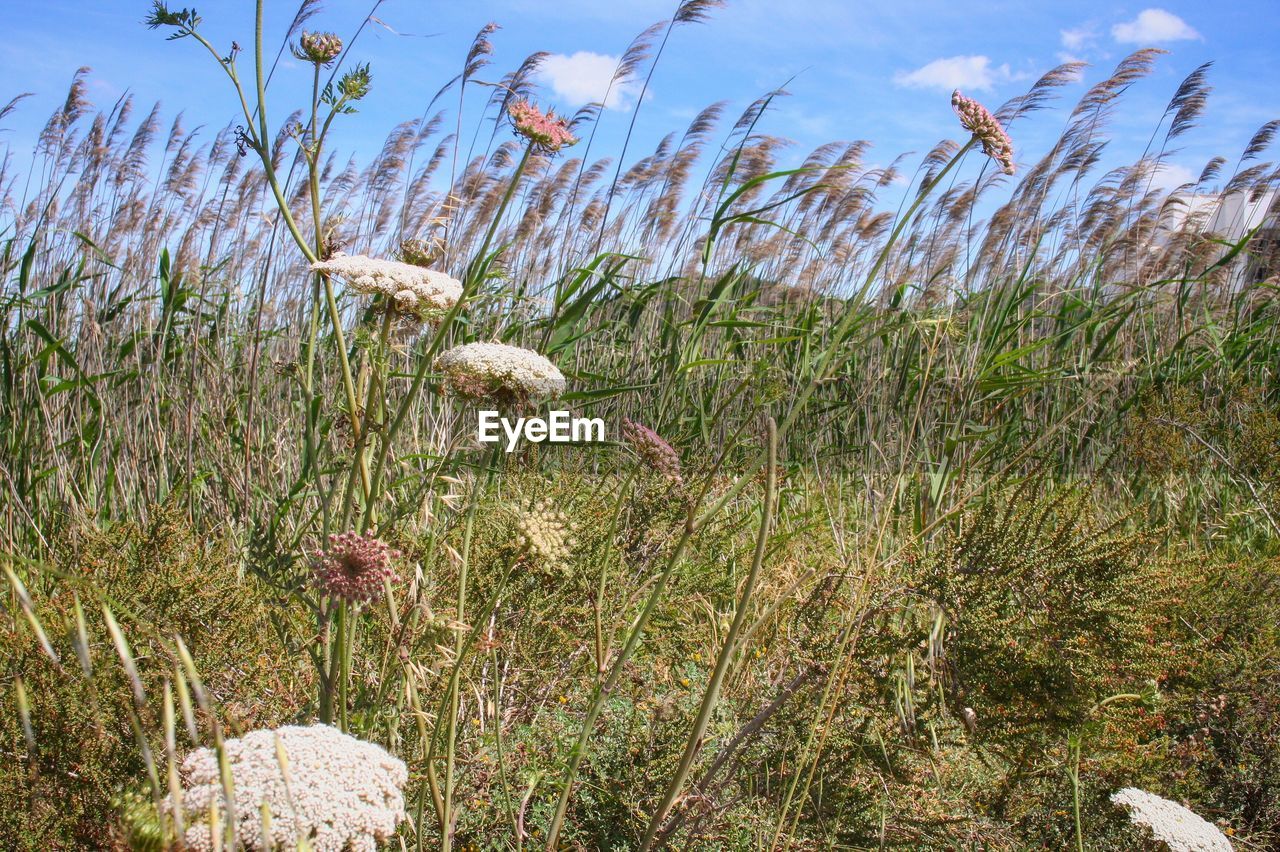 PLANTS GROWING ON LAND AGAINST SKY