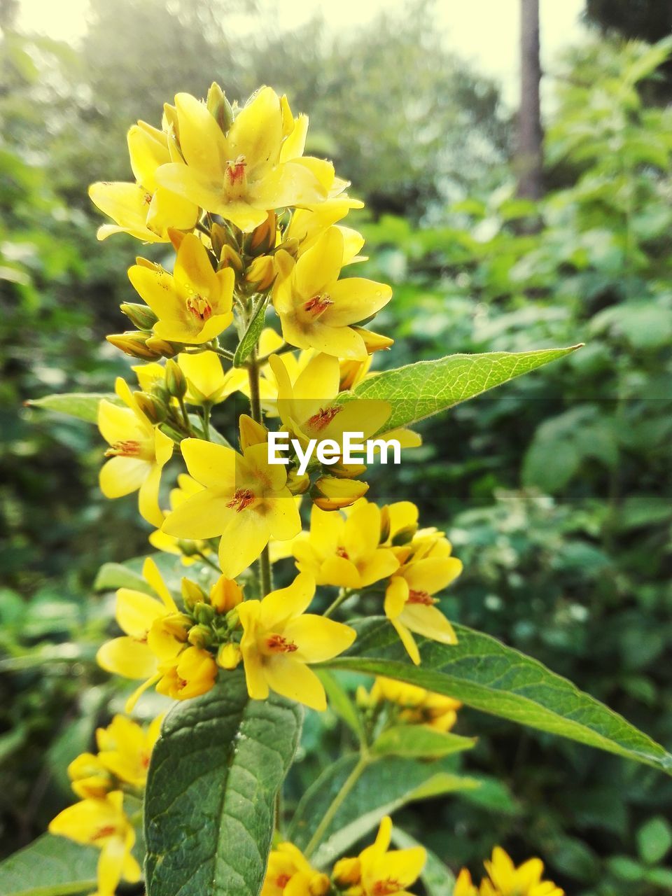 YELLOW FLOWERS BLOOMING OUTDOORS