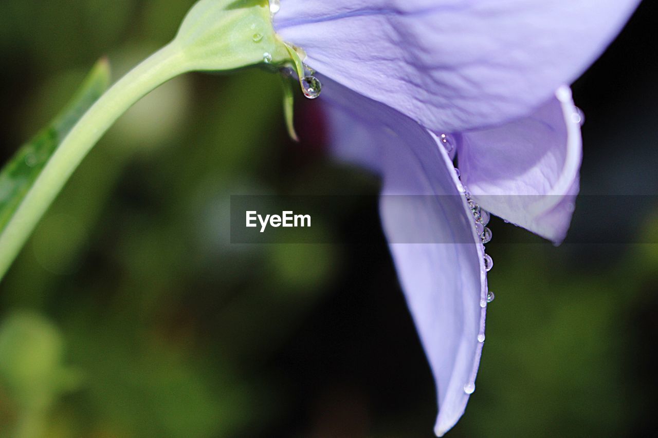 CLOSE-UP OF WATER LILY BLOOMING OUTDOORS