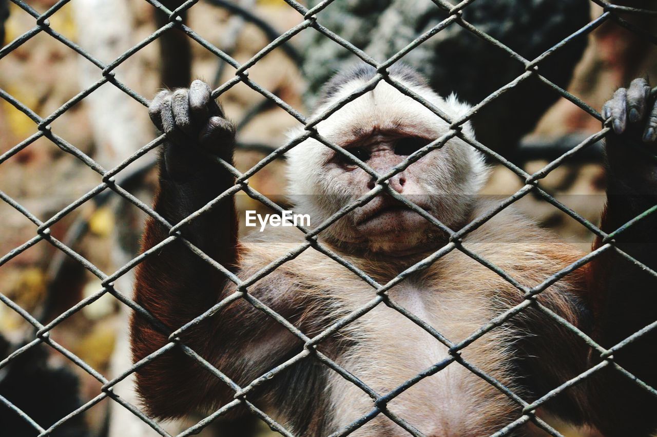 MONKEY IN CAGE AT ZOO