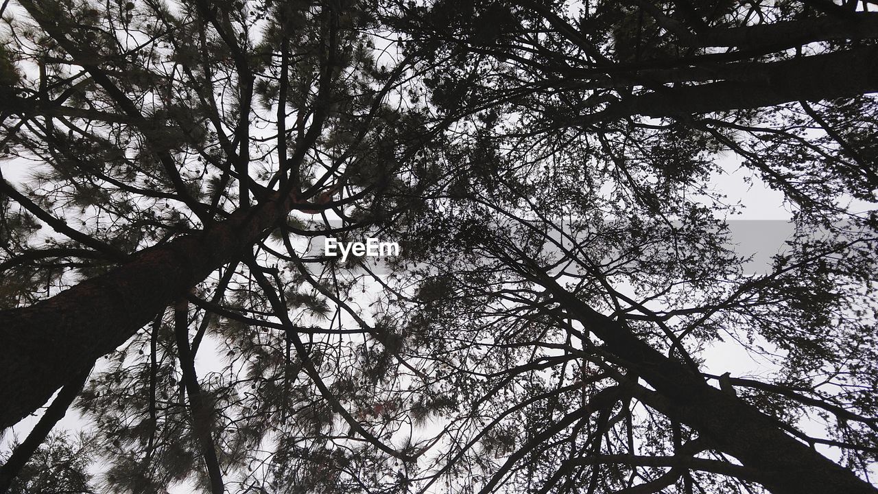 LOW ANGLE VIEW OF TREES AGAINST SKY