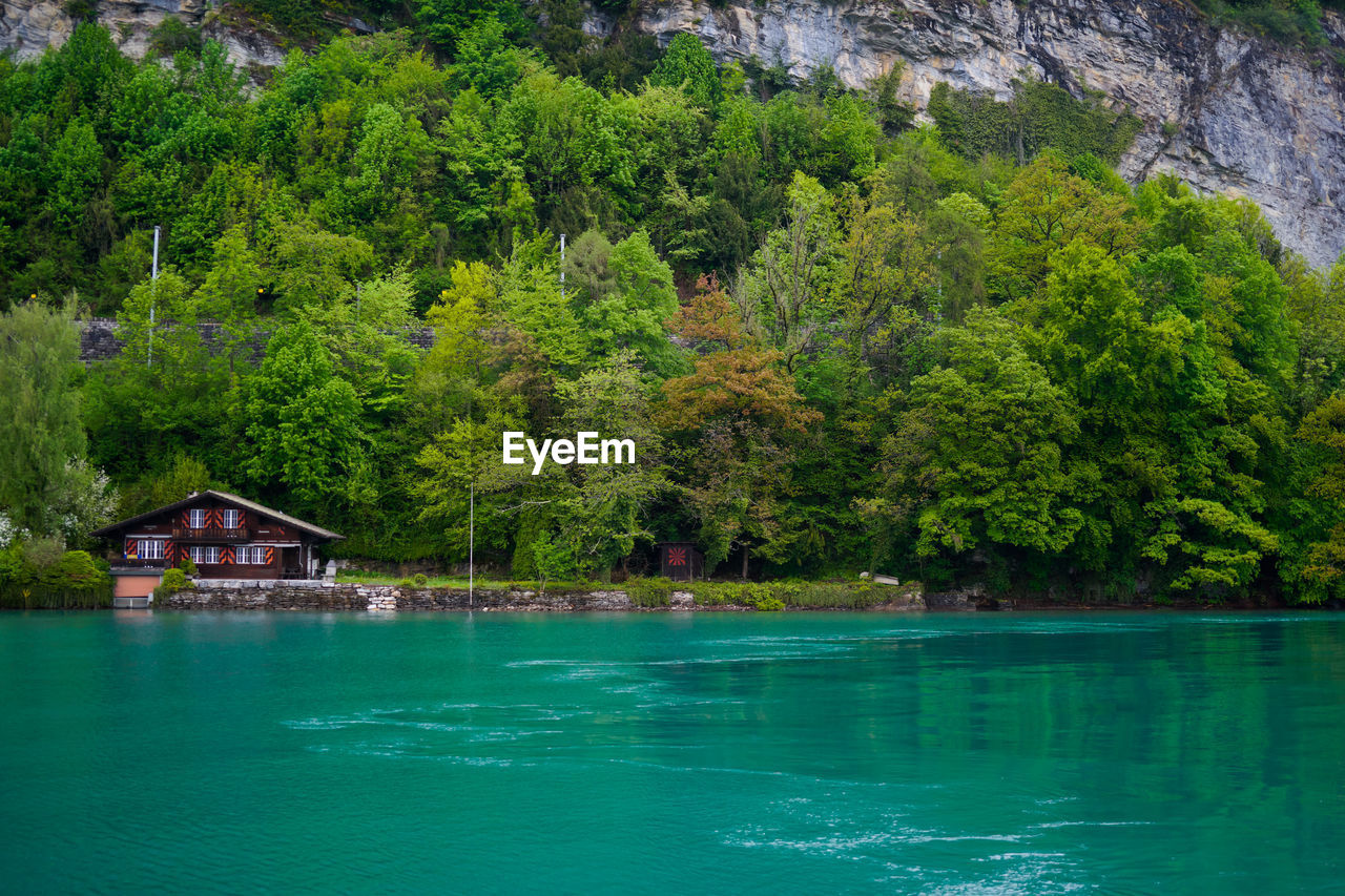 Scenic view of lake by trees in forest