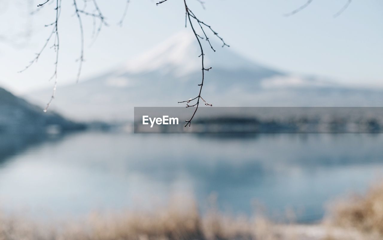 Close-up of twig against mt fuji